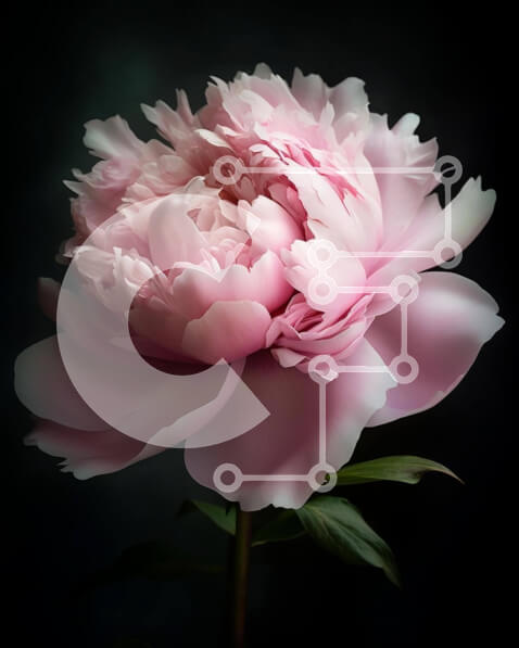 Intra Συλλεκτικό Ξύλινο Παζλ Plywood  4mm - Ροζ λουλούδι παιώνιας σε εσωτερικό περιβάλλον Σε Ξύλινο Κουτί - Διαστάσεις: 10x10 cm – 25 κομμάτια