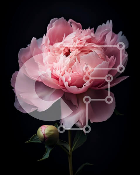 Σετ των 2 Intra Συλλεκτικό Ξύλινο Παζλ Plywood  4mm - Μονό ροζ λουλούδι παιώνιας σε πρώτο πλάνο Σε Ξύλινο Κουτί - Διαστάσεις: 10x10 cm – 25 κομμάτια