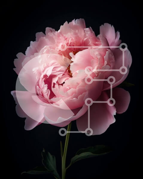 Intra Συλλεκτικό Ξύλινο Παζλ Plywood  4mm - Ροζ λουλούδι παιώνιας σε σκούρο φόντο Σε Ξύλινο Κουτί - Διαστάσεις: 10x10 cm – 25 κομμάτια