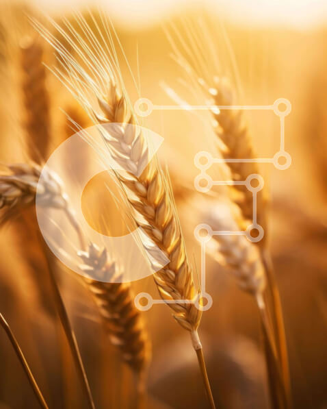 Intra Συλλεκτικό Ξύλινο Παζλ Plywood  4mm - Χωράφι με χρυσό σιτάρι Σε Ξύλινο Κουτί - Διαστάσεις: 10x10 cm – 25 κομμάτια