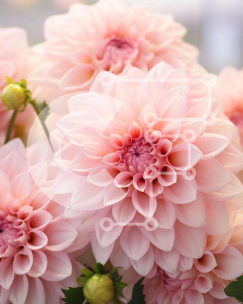 Σετ των 2 Intra Συλλεκτικό Ξύλινο Παζλ Plywood  4mm - Μπουκέτο με ροζ Ντάλια Σε Ξύλινο Κουτί - Διαστάσεις: 10x10 cm – 25 κομμάτια