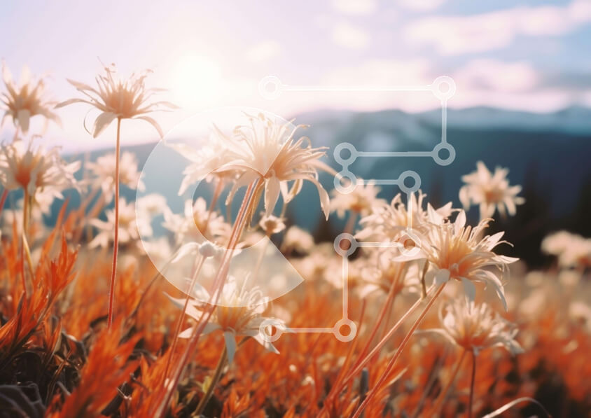 Intra Συλλεκτικό Ξύλινο Παζλ Plywood  4mm - Πεδίο λευκών λουλουδιών μαργαρίτας με βουνά Σε Ξύλινο Κουτί - Διαστάσεις: 10x10 cm – 25 κομμάτια