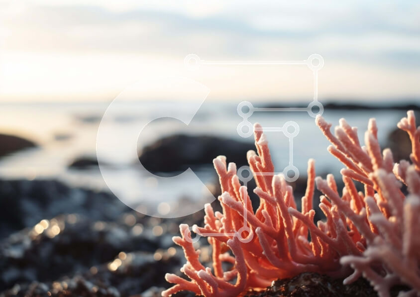 Intra Συλλεκτικό Ξύλινο Παζλ Plywood  4mm - Ροζ φυτό φυκιών σε παράκτιους βράχους Σε Ξύλινο Κουτί - Διαστάσεις: 10x10 cm – 25 κομμάτια