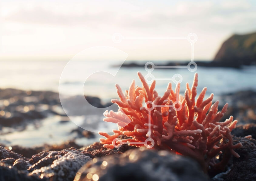 Intra Συλλεκτικό Ξύλινο Παζλ Plywood  4mm - Ροζ κοραλλιογενές φυτό σε βράχους κοντά στον ωκεανό Σε Ξύλινο Κουτί - Διαστάσεις: 10x10 cm – 25 κομμάτια