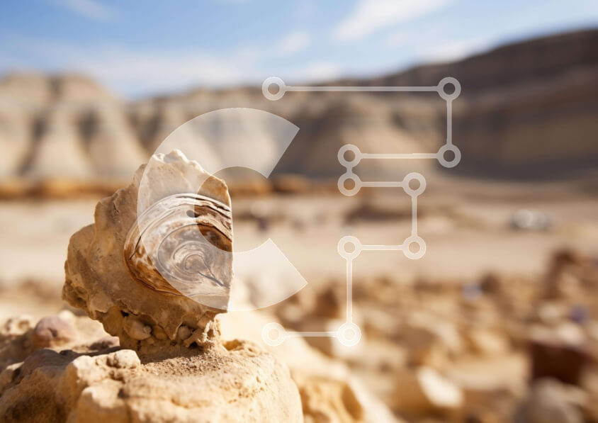 Intra Συλλεκτικό Ξύλινο Παζλ Plywood  4mm - Μικρό κέλυφος σε βράχους της ερήμου Σε Ξύλινο Κουτί - Διαστάσεις: 10x10 cm – 25 κομμάτια