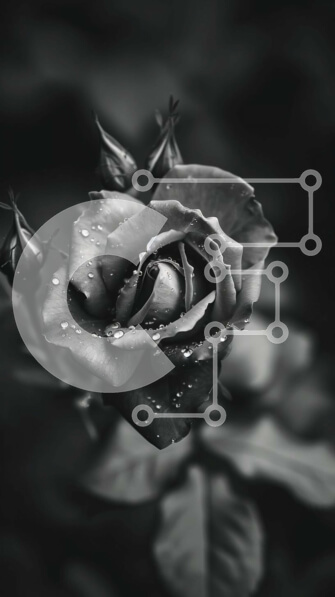 Σετ των 2 Intra Συλλεκτικό Ξύλινο Παζλ Plywood  4mm - Μαύρο και άσπρο τριαντάφυλλο με σταγονίδια νερού Σε Ξύλινο Κουτί - Διαστάσεις: 10x10 cm – 25 κομμάτια