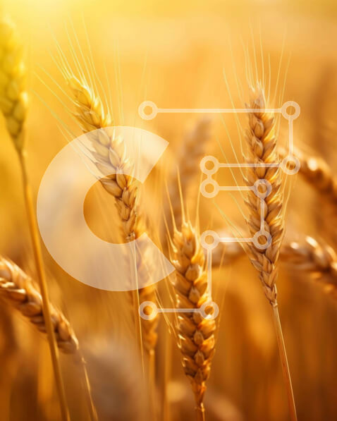 Intra Συλλεκτικό Ξύλινο Παζλ Plywood  4mm - Χρυσό χωράφι σίτου με έντονο φως του ήλιου Σε Ξύλινο Κουτί - Διαστάσεις: 10x10 cm – 25 κομμάτια