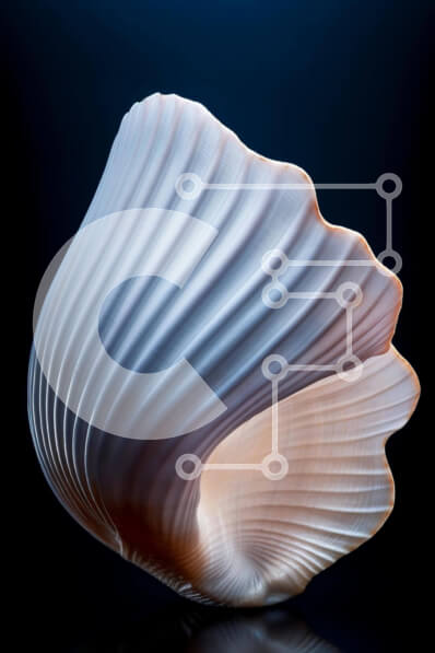 Σετ των 2 Intra Συλλεκτικό Ξύλινο Παζλ Plywood  4mm - Λευκό κοχύλι σε σκούρο φόντο Σε Ξύλινο Κουτί - Διαστάσεις: 10x10 cm – 25 κομμάτια