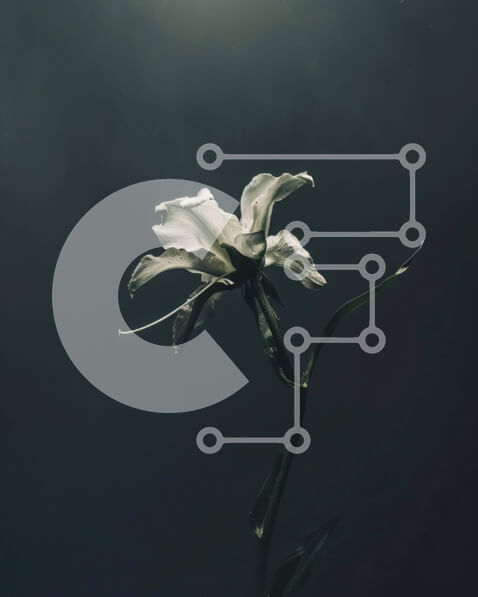 Intra Συλλεκτικό Ξύλινο Παζλ Plywood  4mm - Λευκό λουλούδι στο φως του ήλιου Σε Ξύλινο Κουτί - Διαστάσεις: 10x10 cm – 25 κομμάτια