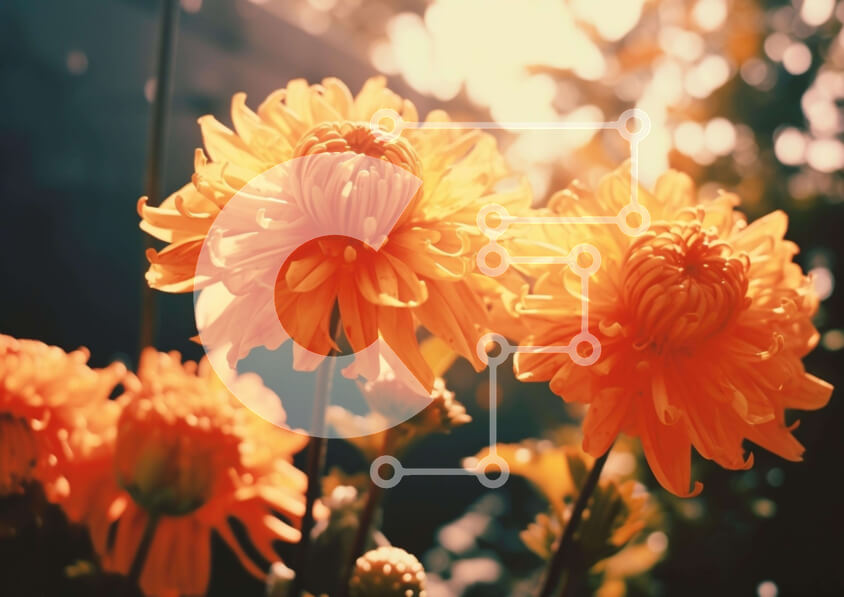 Intra Συλλεκτικό Ξύλινο Παζλ Plywood  4mm - Τρία ζωηρά πορτοκαλί λουλούδια Σε Ξύλινο Κουτί - Διαστάσεις: 10x10 cm – 25 κομμάτια