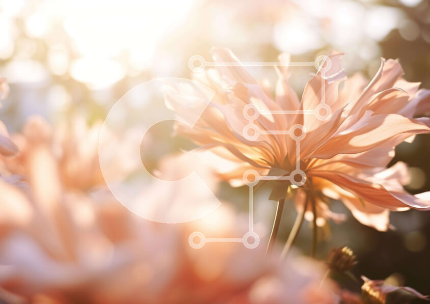 Intra Συλλεκτικό Ξύλινο Παζλ Plywood  4mm - Κοντινό πλάνο ροζ λουλουδιών που ανθίζουν στο φως του ήλιου Σε Ξύλινο Κουτί - Διαστάσεις: 10x10 cm – 25 κομμάτια