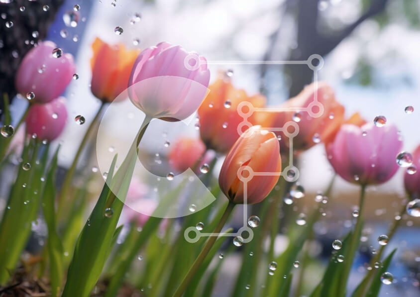 Intra Συλλεκτικό Ξύλινο Παζλ Plywood  4mm - Ροζ και πορτοκαλί τουλίπες στη βροχή Σε Ξύλινο Κουτί - Διαστάσεις: 10x10 cm – 25 κομμάτια