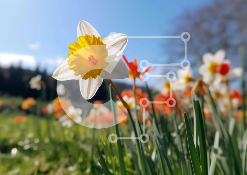 Intra Συλλεκτικό Ξύλινο Παζλ Plywood  4mm - Πεδίο με ασφόδελους και ανθισμένα λουλούδια Σε Ξύλινο Κουτί - Διαστάσεις: 10x10 cm – 25 κομμάτια