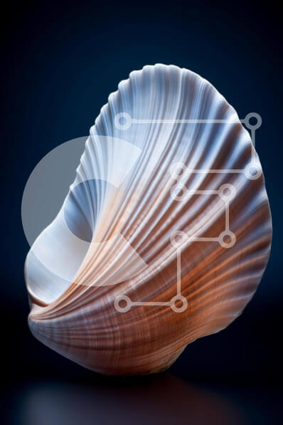 Σετ των 2 Intra Συλλεκτικό Ξύλινο Παζλ Plywood  4mm - Μεγάλο λευκό και καφέ κοχύλι σε μαύρο φόντο Σε Ξύλινο Κουτί - Διαστάσεις: 10x10 cm – 25 κομμάτια