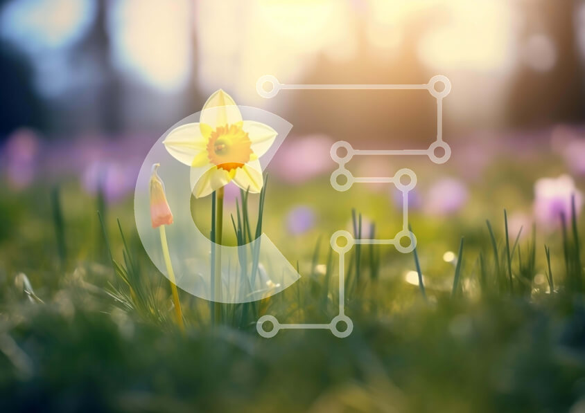 Intra Συλλεκτικό Ξύλινο Παζλ Plywood  4mm - Μονό κίτρινο λουλούδι ασφόδελου σε καταπράσινο γρασίδι Σε Ξύλινο Κουτί - Διαστάσεις: 10x10 cm – 25 κομμάτια