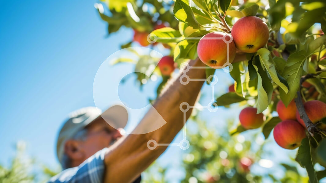 Intra Συλλεκτικό Ξύλινο Παζλ Plywood  4mm - Άτομο που μαζεύει μήλα σε έναν οπωρώνα μήλων Σε Ξύλινο Κουτί - Διαστάσεις: 10x10 cm – 25 κομμάτια