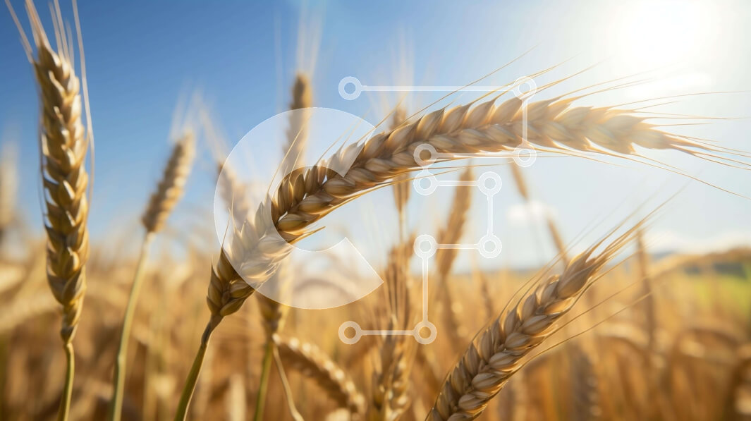 Intra Συλλεκτικό Ξύλινο Παζλ Plywood  4mm - Χωράφι με σιτάρι σε πλήρη άνθιση με λαμπερή ηλιοφάνεια Σε Ξύλινο Κουτί - Διαστάσεις: 10x10 cm – 25 κομμάτια