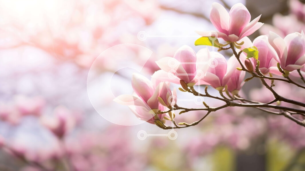 Intra Συλλεκτικό Ξύλινο Παζλ Plywood  4mm - Ροζ δέντρο μανόλιας σε άνθιση Σε Ξύλινο Κουτί - Διαστάσεις: 10x10 cm – 25 κομμάτια