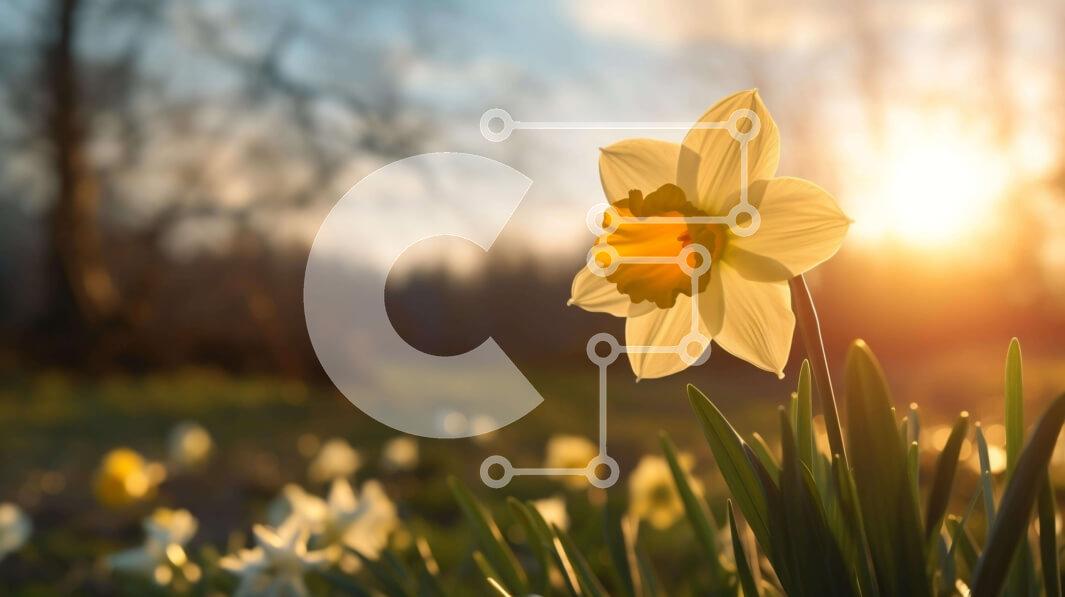 Intra Συλλεκτικό Ξύλινο Παζλ Plywood  4mm - Όμορφος κίτρινος ασφόδελος στο ηλιοβασίλεμα Σε Ξύλινο Κουτί - Διαστάσεις: 10x10 cm – 25 κομμάτια