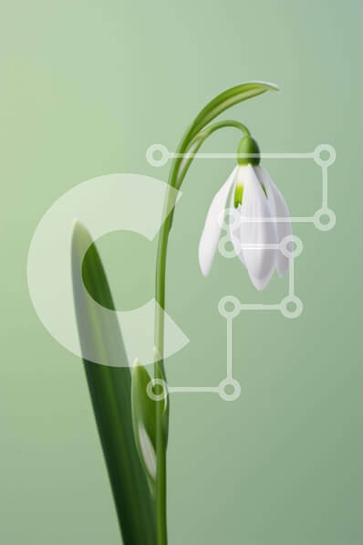 Σετ των 2 Intra Συλλεκτικό Ξύλινο Παζλ Plywood  4mm - Μονό λουλούδι Snowdrop με πράσινα φύλλα Σε Ξύλινο Κουτί - Διαστάσεις: 10x10 cm – 25 κομμάτια