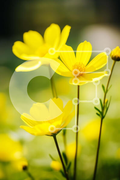 Σετ των 2 Intra Συλλεκτικό Ξύλινο Παζλ Plywood  4mm - Κίτρινα λουλούδια που ανθίζουν στο γρασίδι Σε Ξύλινο Κουτί - Διαστάσεις: 10x10 cm – 25 κομμάτια