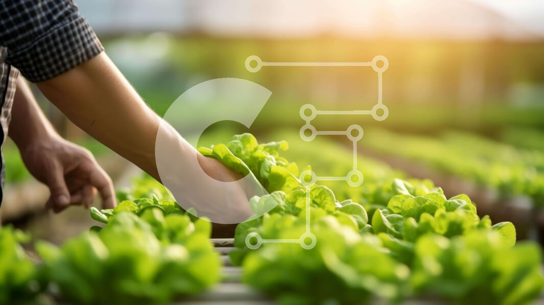 Σετ των 2 Intra Συλλεκτικό Ξύλινο Παζλ Plywood  4mm - Άτομο που μαζεύει μαρούλι από μια εσωτερική φάρμα Σε Ξύλινο Κουτί - Διαστάσεις: 10x10 cm – 25 κομμάτια