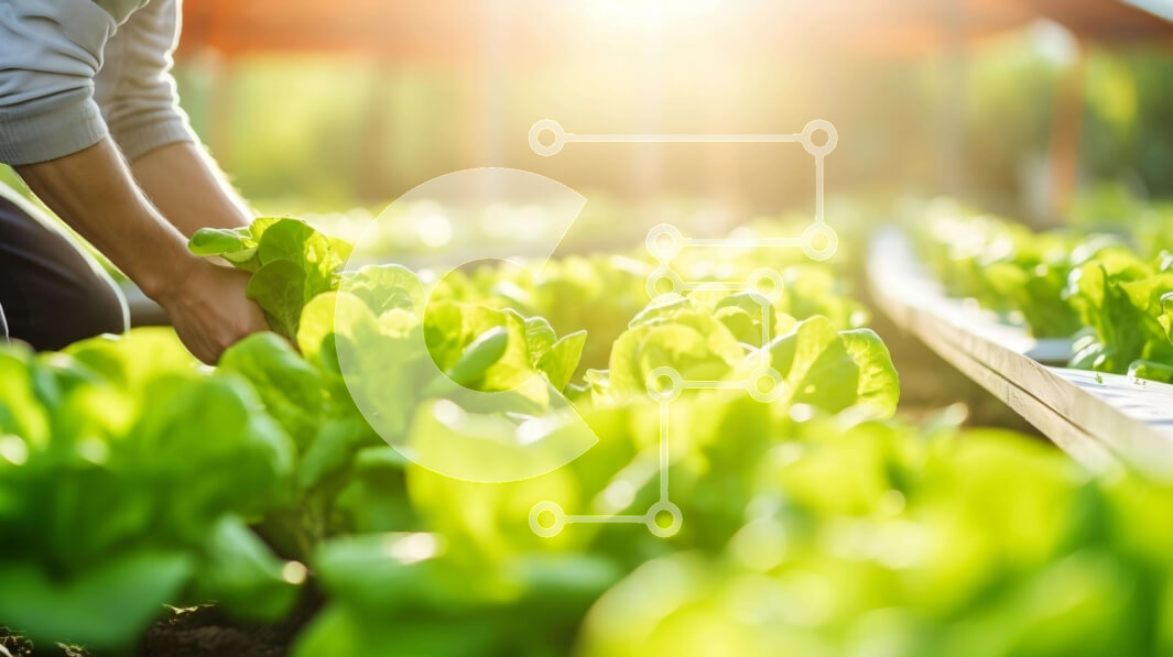 Intra Συλλεκτικό Ξύλινο Παζλ Plywood  4mm - Άτομο που μαζεύει φυτά μαρουλιού σε αστικό αγρόκτημα Σε Ξύλινο Κουτί - Διαστάσεις: 10x10 cm – 25 κομμάτια