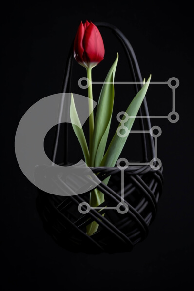 Σετ των 2 Intra Συλλεκτικό Ξύλινο Παζλ Plywood  4mm - Μονό κόκκινο λουλούδι τουλίπας σε ανοιχτό μαύρο καλάθι Σε Ξύλινο Κουτί - Διαστάσεις: 10x10 cm – 25 κομμάτια