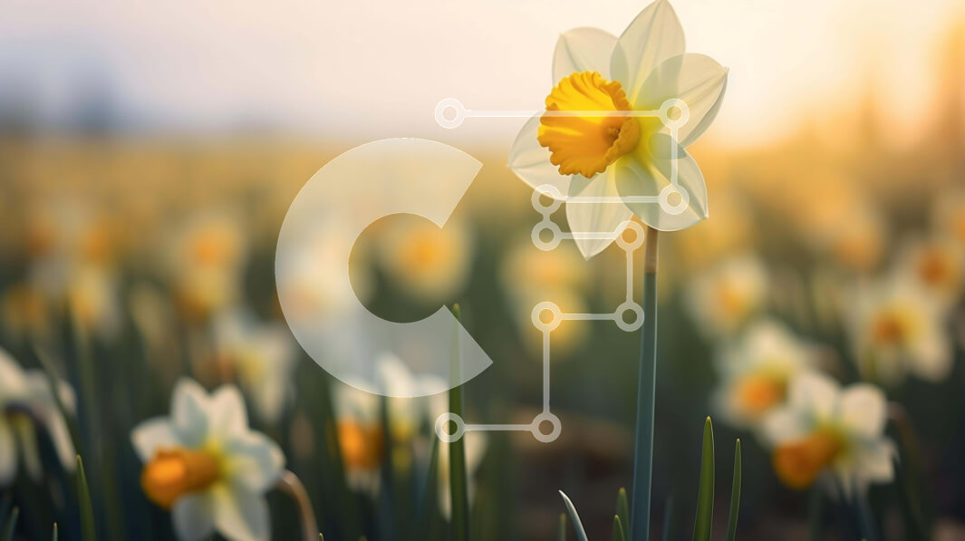 Intra Συλλεκτικό Ξύλινο Παζλ Plywood  4mm - Πεδίο με νάρκισσους με ένα λουλούδι να ξεχωρίζει Σε Ξύλινο Κουτί - Διαστάσεις: 10x10 cm – 25 κομμάτια