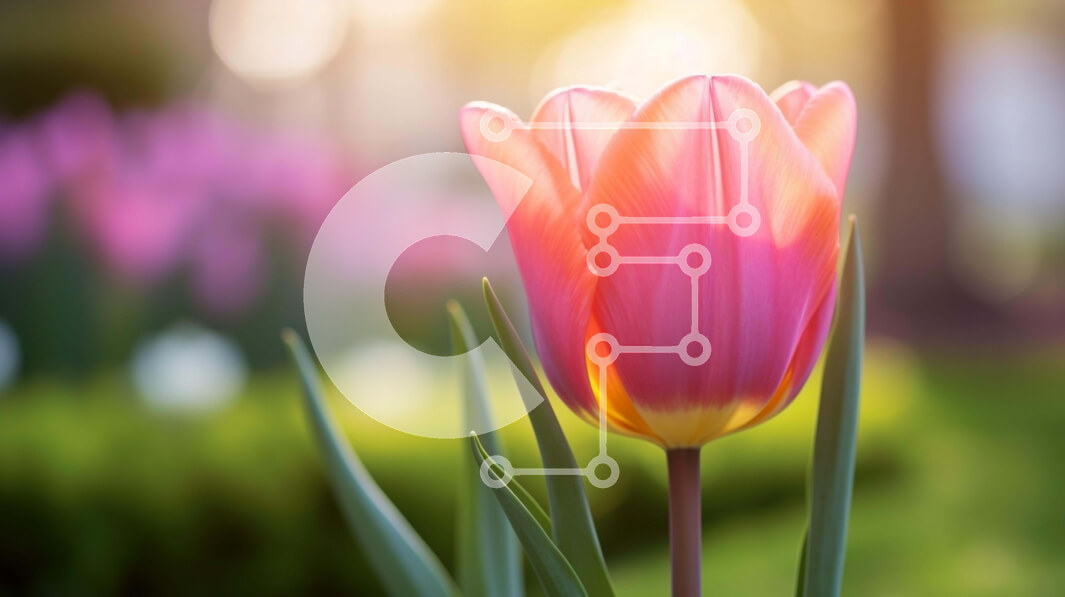 Intra Συλλεκτικό Ξύλινο Παζλ Plywood  4mm - Μονόχρωμη ροζ τουλίπα σε πλούσια βλάστηση και λουλούδια Σε Ξύλινο Κουτί - Διαστάσεις: 10x10 cm – 25 κομμάτια