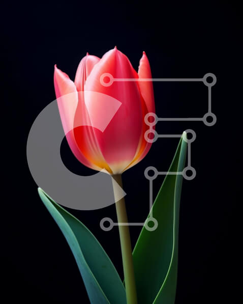 Intra Συλλεκτικό Ξύλινο Παζλ Plywood  4mm - Μονό ροζ λουλούδι τουλίπας σε μαύρο φόντο Σε Ξύλινο Κουτί - Διαστάσεις: 10x10 cm – 25 κομμάτια