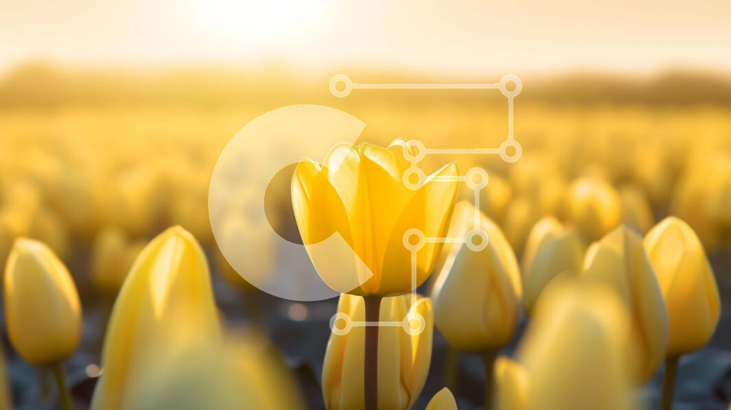 Intra Συλλεκτικό Ξύλινο Παζλ Plywood  4mm - Πεδίο με κίτρινες τουλίπες με ένα λουλούδι που ξεχωρίζει Σε Ξύλινο Κουτί - Διαστάσεις: 10x10 cm – 25 κομμάτια