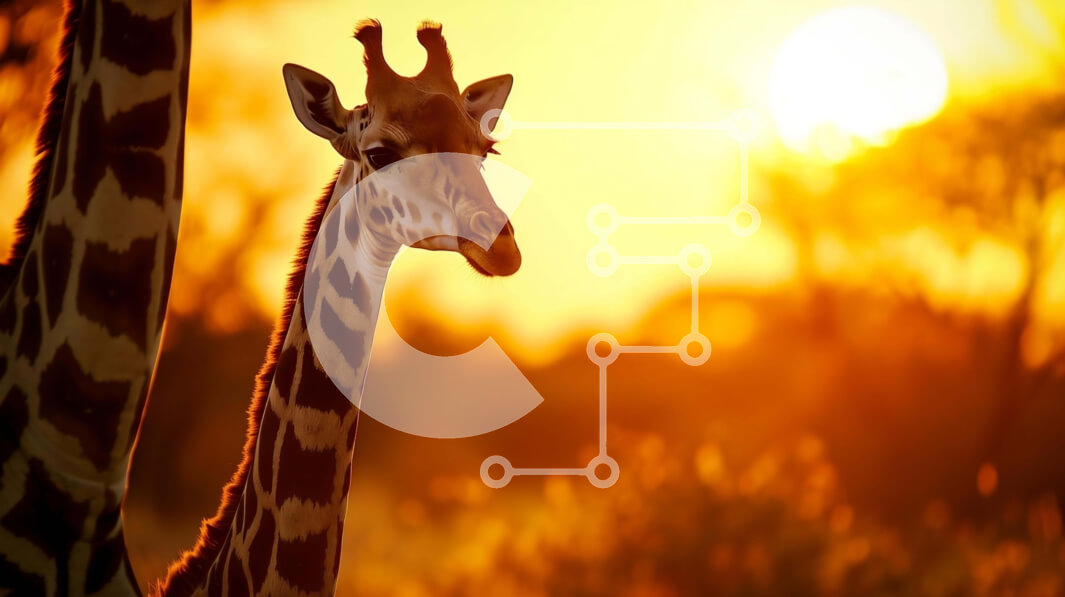 Σετ των 2 Intra Συλλεκτικό Ξύλινο Παζλ Plywood  4mm - Δύο καμηλοπαρδάλεις σε φυσικό βιότοπο με πορτοκαλί ουρανό Σε Ξύλινο Κουτί - Διαστάσεις: 10x10 cm – 25 κομμάτια