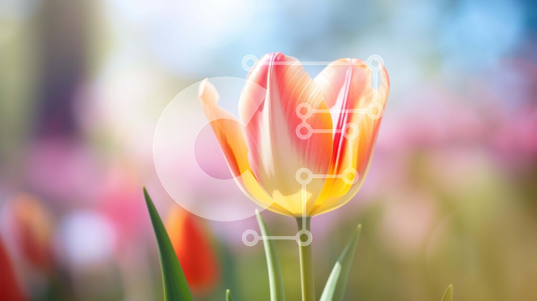 Intra Συλλεκτικό Ξύλινο Παζλ Plywood  4mm - Μονό ανθισμένο λουλούδι τουλίπας σε ανοιχτό χωράφι Σε Ξύλινο Κουτί - Διαστάσεις: 10x10 cm – 25 κομμάτια