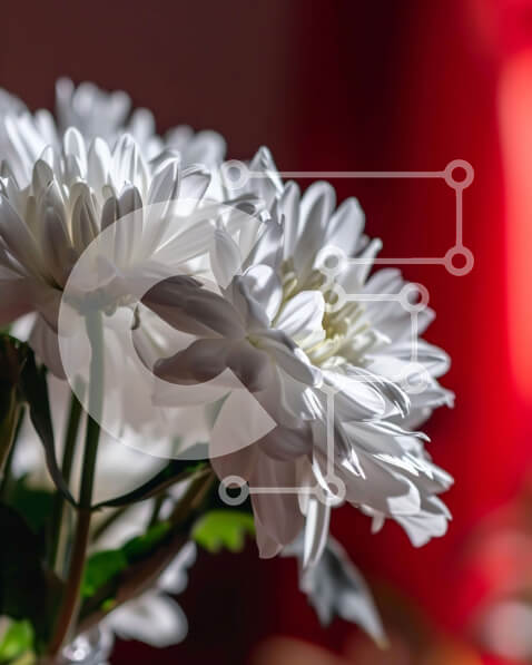 Intra Συλλεκτικό Ξύλινο Παζλ Plywood  4mm - Λευκά λουλούδια σε βάζο με κόκκινες κουρτίνες Σε Ξύλινο Κουτί - Διαστάσεις: 10x10 cm – 25 κομμάτια