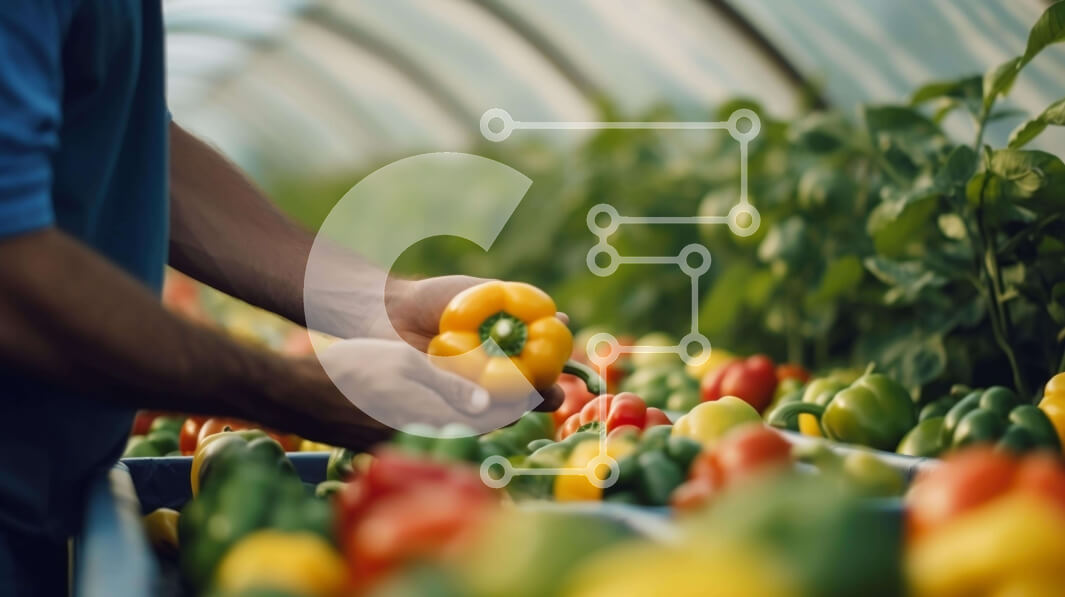 Σετ των 2 Intra Συλλεκτικό Ξύλινο Παζλ Plywood  4mm - Άτομο που μαζεύει φρέσκο ​​πορτοκαλί πιπέρι σε ένα θερμοκήπιο Σε Ξύλινο Κουτί - Διαστάσεις: 10x10 cm – 25 κομμάτια