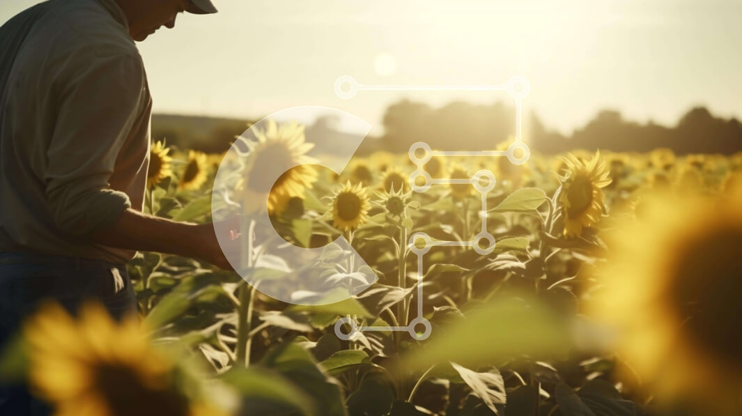 Intra Συλλεκτικό Ξύλινο Παζλ Plywood  4mm - Άτομο που επιθεωρεί ηλίανθους σε ένα χωράφι Σε Ξύλινο Κουτί - Διαστάσεις: 10x10 cm – 25 κομμάτια