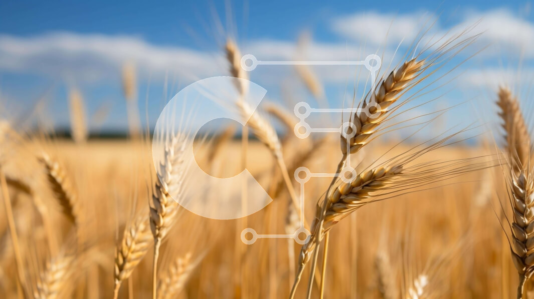 Intra Συλλεκτικό Ξύλινο Παζλ Plywood  4mm - Χρυσό χωράφι σίτου ενάντια στο γαλάζιο του ουρανού Σε Ξύλινο Κουτί - Διαστάσεις: 10x10 cm – 25 κομμάτια