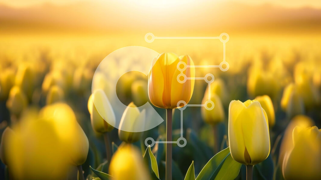 Intra Συλλεκτικό Ξύλινο Παζλ Plywood  4mm - Πεδίο με κίτρινες τουλίπες με μία που ξεχωρίζει Σε Ξύλινο Κουτί - Διαστάσεις: 10x10 cm – 25 κομμάτια