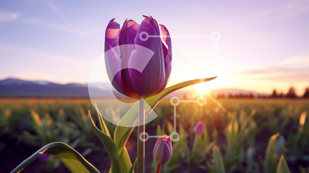 Intra Συλλεκτικό Ξύλινο Παζλ Plywood  4mm - Μωβ τουλίπα στο ανοιχτό πεδίο στο ηλιοβασίλεμα Σε Ξύλινο Κουτί - Διαστάσεις: 10x10 cm – 25 κομμάτια