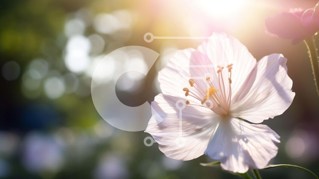 Intra Συλλεκτικό Ξύλινο Παζλ Plywood  4mm - Μονό λευκό λουλούδι σε φυσικό περιβάλλον Σε Ξύλινο Κουτί - Διαστάσεις: 10x10 cm – 25 κομμάτια