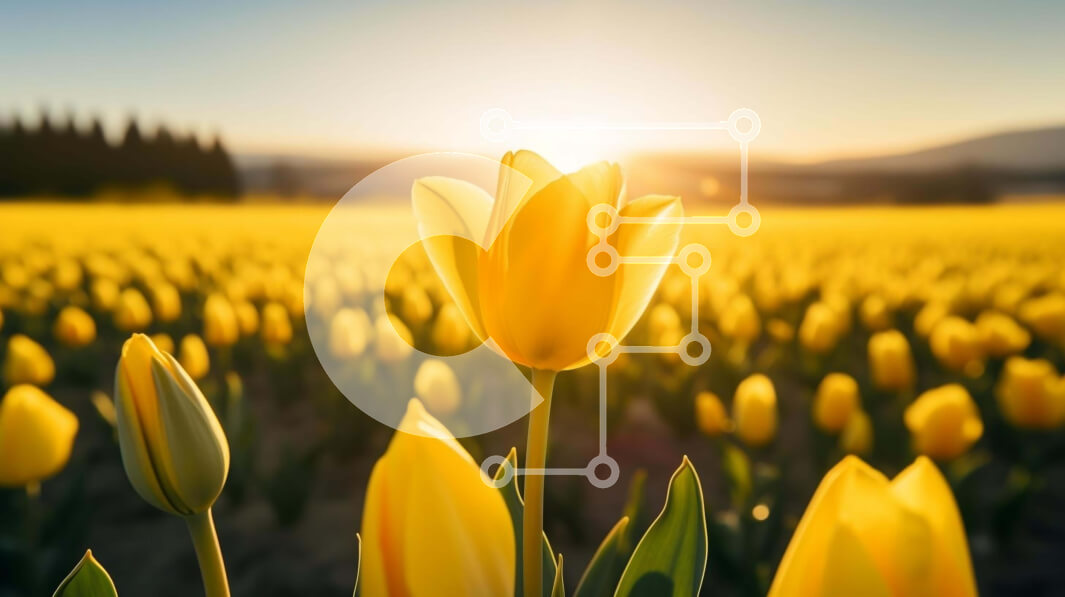 Intra Συλλεκτικό Ξύλινο Παζλ Plywood  4mm - Πεδίο των κίτρινων τουλιπών με το ηλιοβασίλεμα Σε Ξύλινο Κουτί - Διαστάσεις: 10x10 cm – 25 κομμάτια