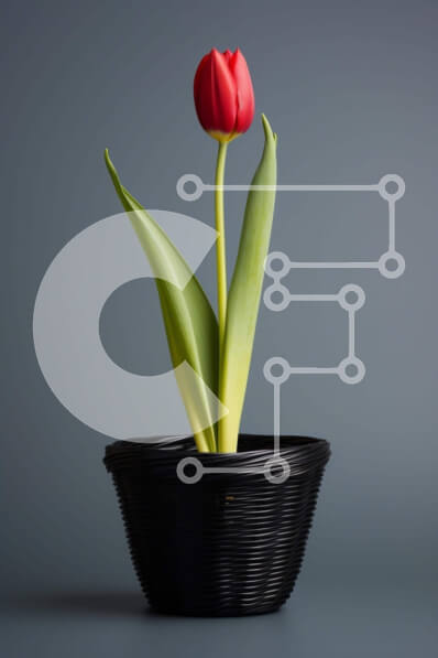 Σετ των 2 Intra Συλλεκτικό Ξύλινο Παζλ Plywood  4mm - Κόκκινο λουλούδι τουλίπας σε μαύρη γλάστρα Σε Ξύλινο Κουτί - Διαστάσεις: 10x10 cm – 25 κομμάτια