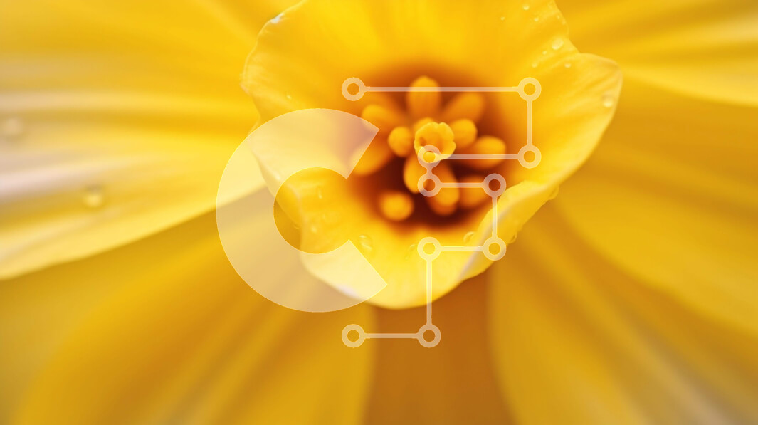 Intra Συλλεκτικό Ξύλινο Παζλ Plywood  4mm - Κοντινό πλάνο του κίτρινου λουλουδιού με σταγονίδια νερού Σε Ξύλινο Κουτί - Διαστάσεις: 10x10 cm – 25 κομμάτια