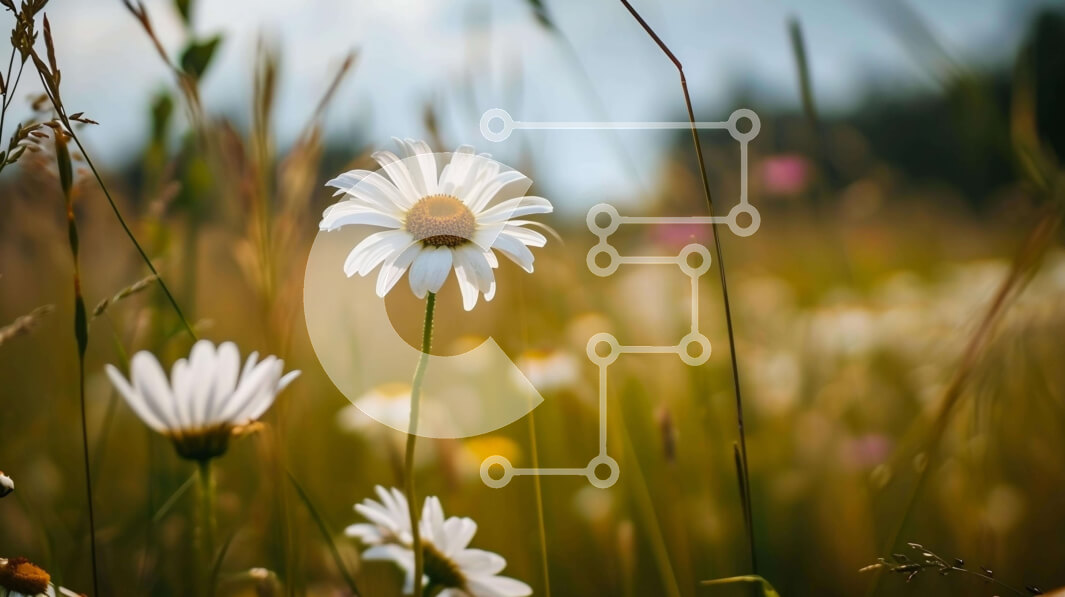 Intra Συλλεκτικό Ξύλινο Παζλ Plywood  4mm - Όμορφο χωράφι με μαργαρίτες στη φύση Σε Ξύλινο Κουτί - Διαστάσεις: 10x10 cm – 25 κομμάτια