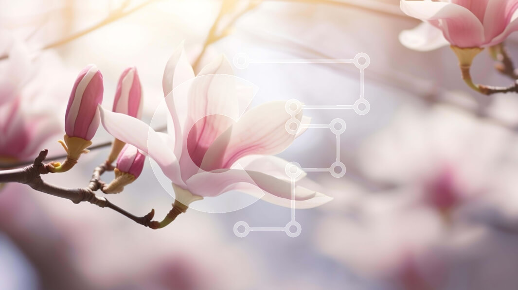 Intra Συλλεκτικό Ξύλινο Παζλ Plywood  4mm - Ροζ κλαδί δέντρου Magnolia με ανθισμένα λευκά λουλούδια στο φως του ήλιου Σε Ξύλινο Κουτί - Διαστάσεις: 10x10 cm – 25 κομμάτια