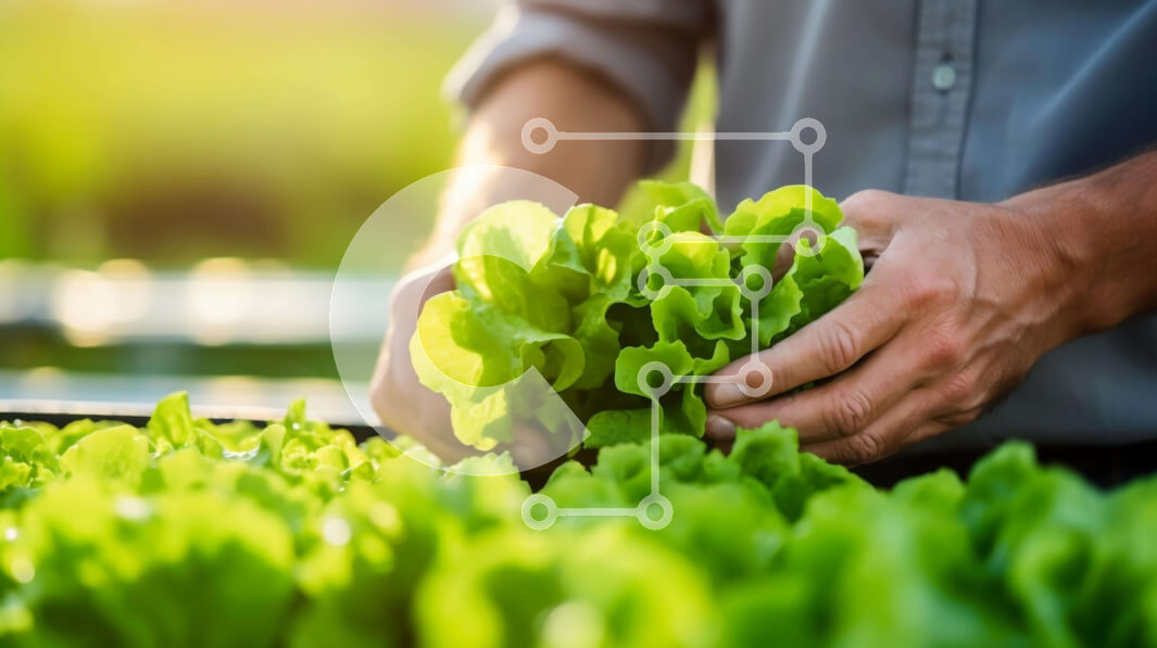 Σετ των 2 Intra Συλλεκτικό Ξύλινο Παζλ Plywood  4mm - Φρέσκο ​​πράσινο μαρούλι σε εσωτερική υδροπονική φάρμα Σε Ξύλινο Κουτί - Διαστάσεις: 10x10 cm – 25 κομμάτια