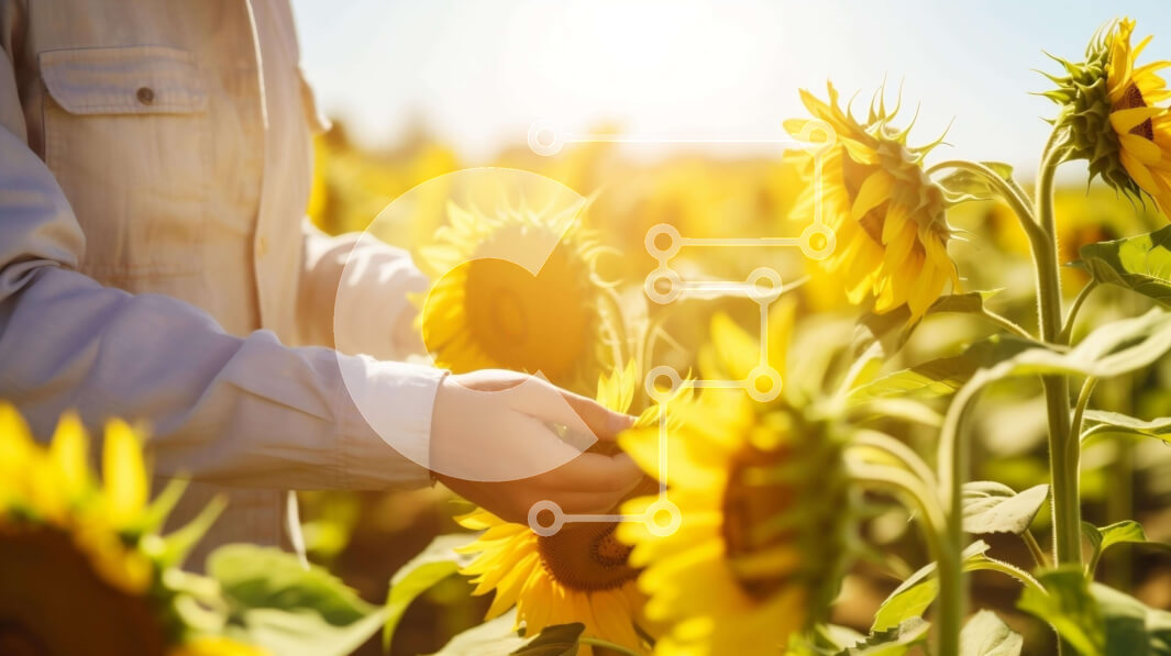 Intra Συλλεκτικό Ξύλινο Παζλ Plywood  4mm - Άτομο που συγκομίζει ηλίανθους σε ένα χωράφι Σε Ξύλινο Κουτί - Διαστάσεις: 10x10 cm – 25 κομμάτια
