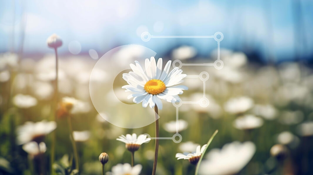 Intra Συλλεκτικό Ξύλινο Παζλ Plywood  4mm - Πεδίο με λευκές μαργαρίτες με ένα λουλούδι να ξεχωρίζει Σε Ξύλινο Κουτί - Διαστάσεις: 10x10 cm – 25 κομμάτια