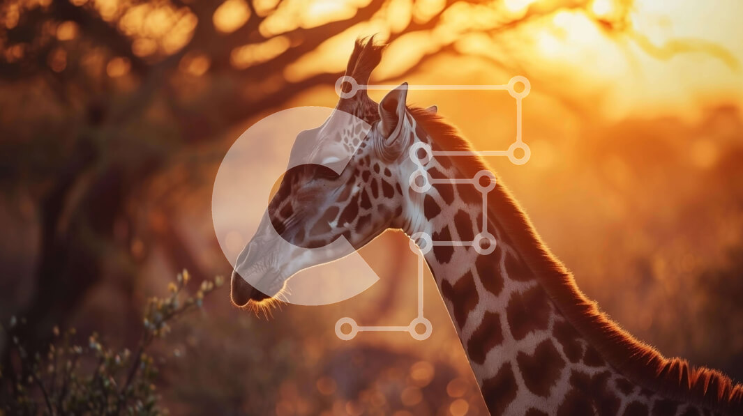 Σετ των 2 Intra Συλλεκτικό Ξύλινο Παζλ Plywood  4mm - Καμηλοπάρδαλη που στέκεται σε ένα χορταριασμένο χωράφι στο ηλιοβασίλεμα Σε Ξύλινο Κουτί - Διαστάσεις: 10x10 cm – 25 κομμάτια